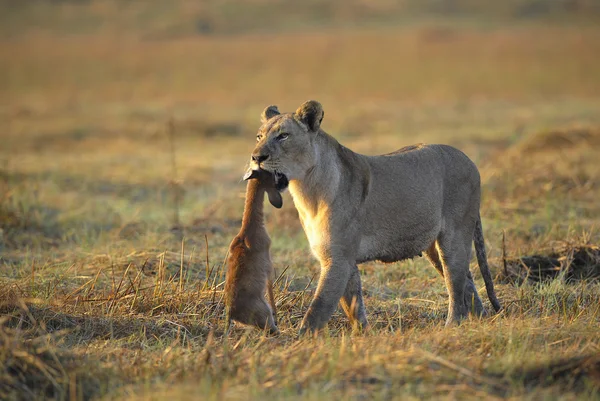 Leonessa con preda . — Foto Stock