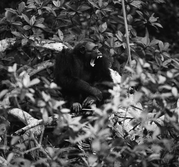 Bonobo un habitat indigène . — Photo