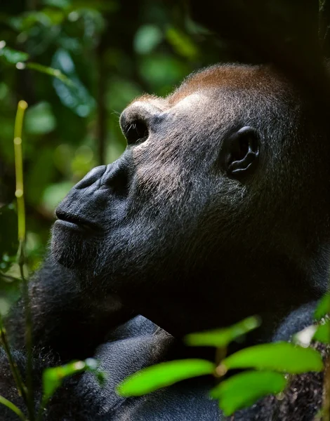 Silverback - дорослий самець горили. — стокове фото