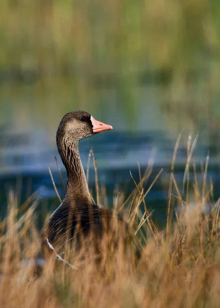 Χήνα Greylag (Anser anser) — Φωτογραφία Αρχείου