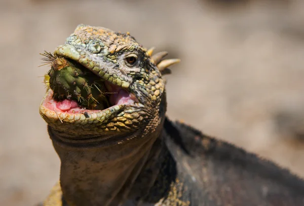 Deniz iguana keskin Kahvaltı — Stok fotoğraf