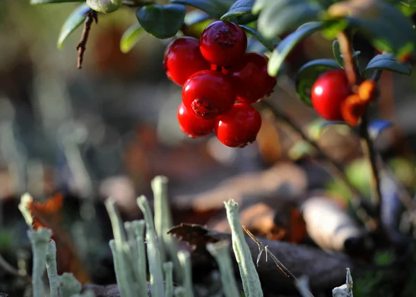 Jaskrawo czerwone jagody — Zdjęcie stockowe