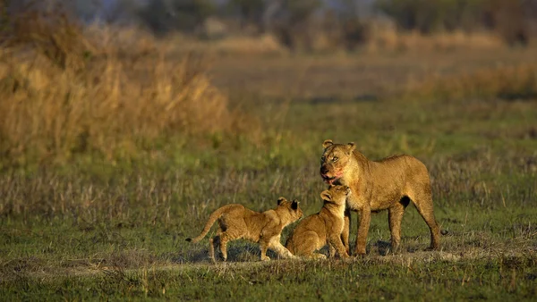 Löwin nach der Jagd mit Jungtieren. — Stockfoto