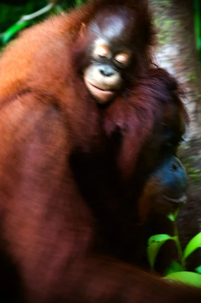 Portrait of a cub orangutan and mothers. — Stock Photo, Image