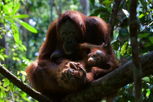Mãe com bebê orangotango (Pongo pygmaeus ). — Fotografia de Stock