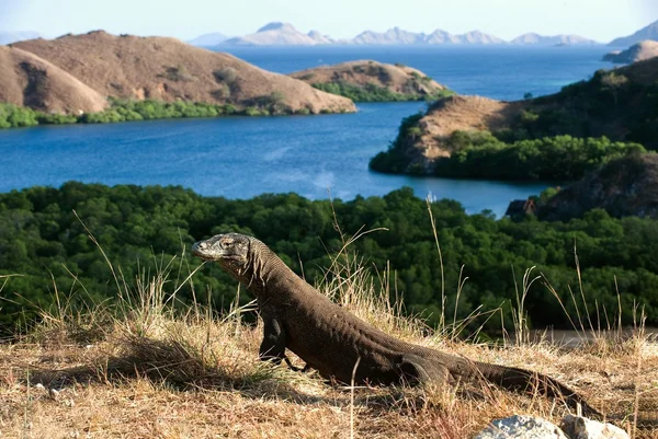 Comodo dragon Adası Rinca üzerinde. — Stok fotoğraf