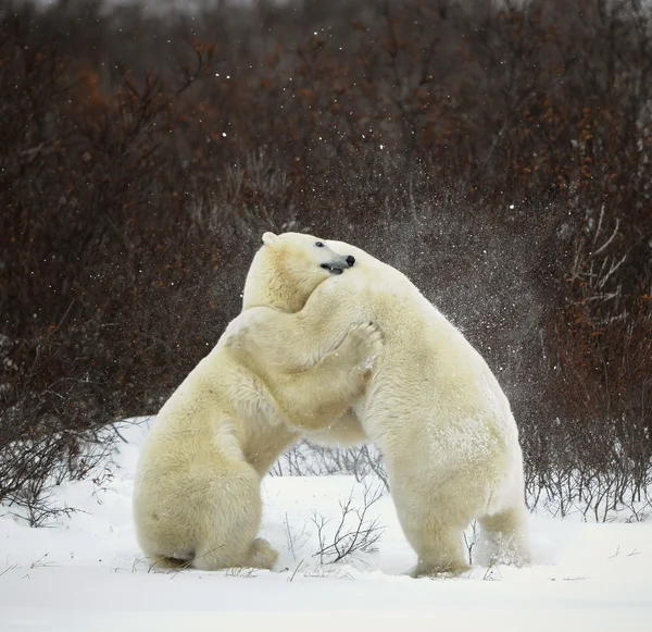 ホッキョクグマの闘い. — ストック写真