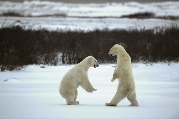 Lucha de osos polares . — Foto de Stock