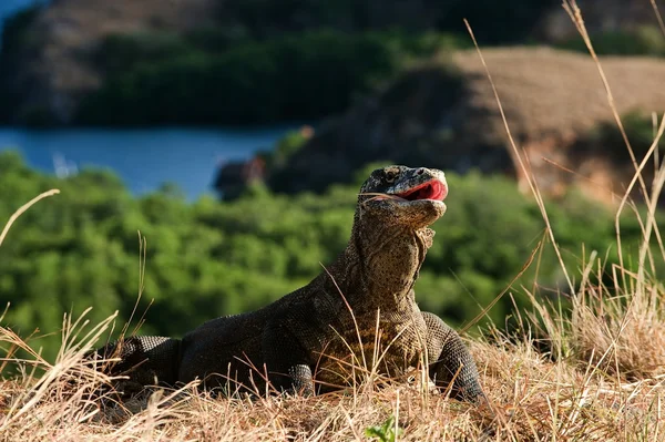 Draken av ön Komodo — Stockfoto