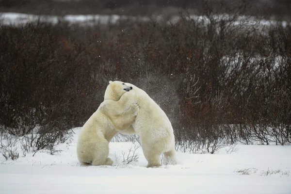 Lotta di orsi polari . — Foto Stock
