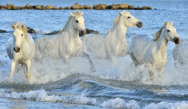 Herd of white horses running through water. clipart