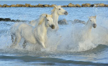 Herd of white horses running through water. clipart