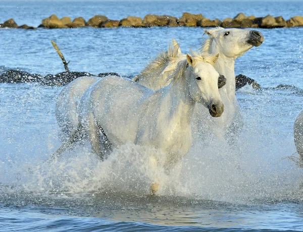 Manada de cavalos brancos que atravessa a água — Fotografia de Stock