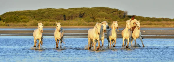 Camargue bílá koně běh — Stock fotografie