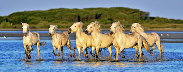 Camargue bílá koně běh — Stock fotografie