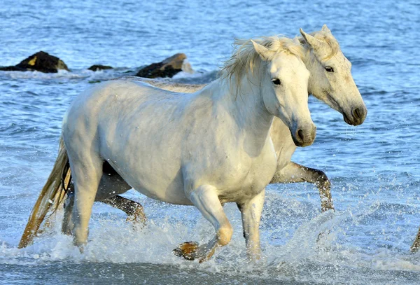 Manada de caballos blancos corriendo a través del agua — Foto de Stock