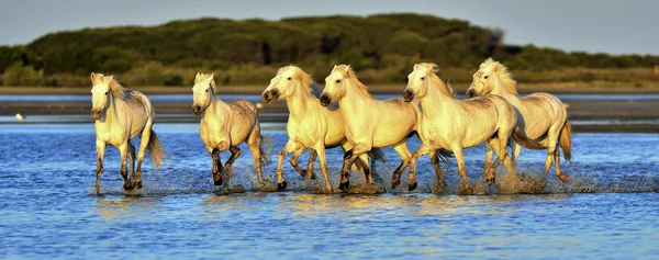 Λευκό Camargue άλογα run για το νερό — Φωτογραφία Αρχείου