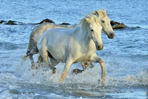 Herd of white horses running through water