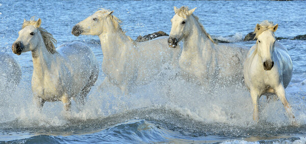 Herd of white horses running through water