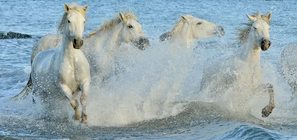 Manada de caballos blancos corriendo a través del agua — Foto de Stock