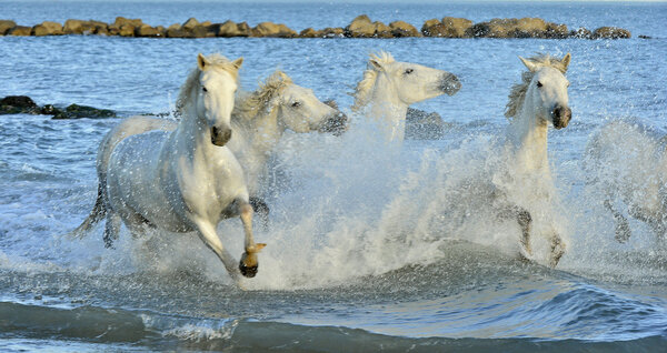 Herd of white horses running through water