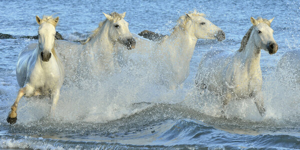 Herd of white horses running through water