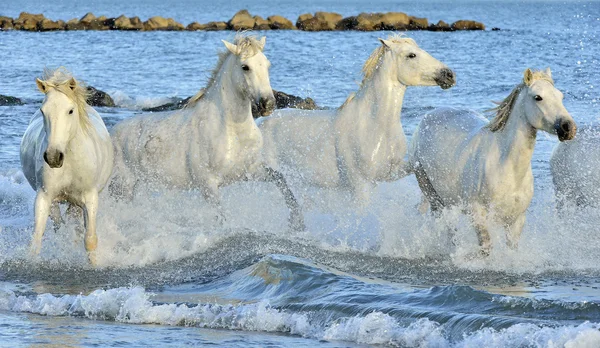 Herd of white horses running through water. — Stock Photo, Image