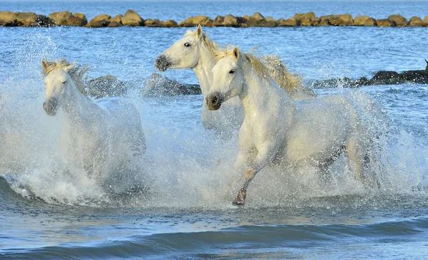 Kudde witte paarden loopt door water. — Stockfoto