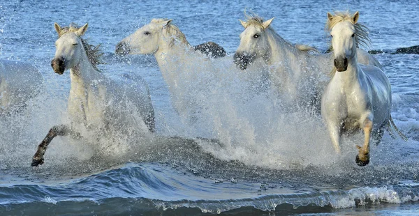 Manada de caballos blancos corriendo a través del agua . — Foto de Stock