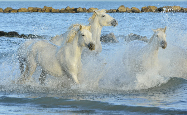 Herd of white horses running through water.