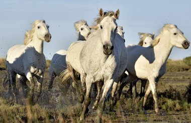 Beyaz Camargue atlar koşmak