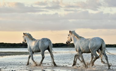 Beyaz Camargue atlar koşmak