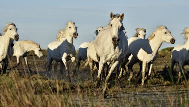 Beyaz at Camargue, çalışan