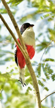 Küba trogon (Priotelus temnurus)