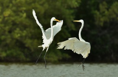 Mücadele büyük sorguçlar (Ardea alba)