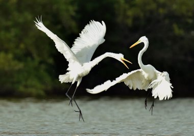 Mücadele büyük sorguçlar (Ardea alba)