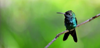 (Chlorostilbon ricordii Küba Emerald)