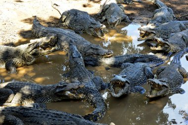 Küba timsahlar (crocodylus rhombifer)