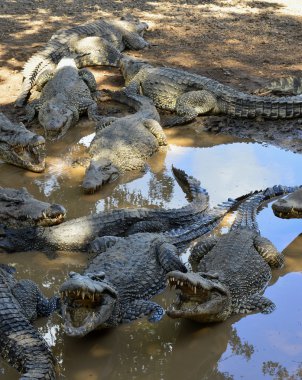 Küba timsahlar (crocodylus rhombifer)