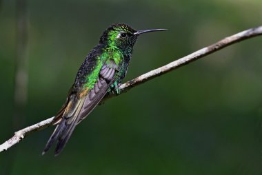 (Chlorostilbon ricordii Küba Emerald)