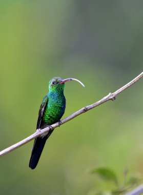 (Chlorostilbon ricordii Küba Emerald)