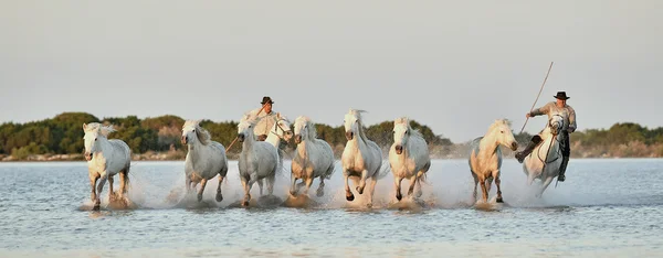 Kör vita hästar av Camargue — Stockfoto