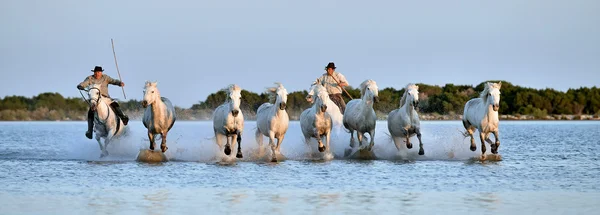 Running White horses of Camargue — Stock Photo, Image