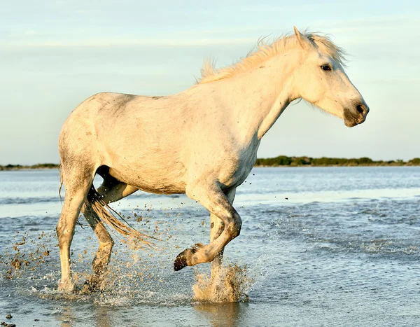 Running White horse of Camargue — Stock Photo, Image