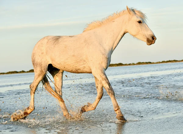 Correndo cavalo branco de Camargue — Fotografia de Stock