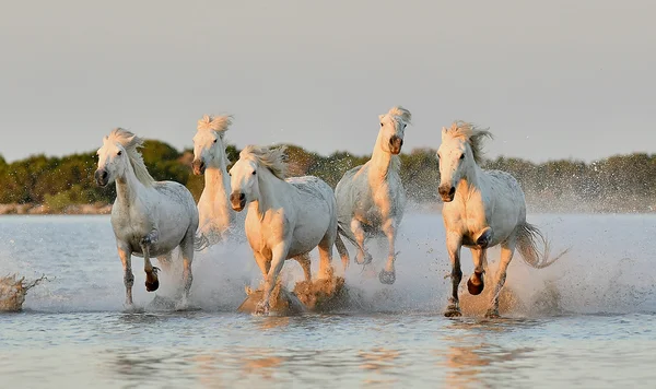 Beyaz Camargue atlar koşmak — Stok fotoğraf