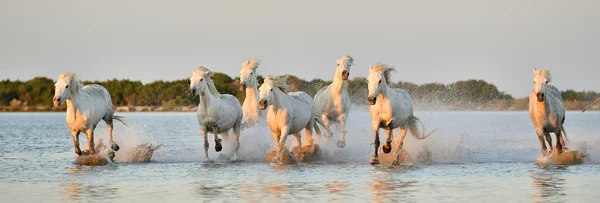 Beyaz Camargue atlar koşmak — Stok fotoğraf