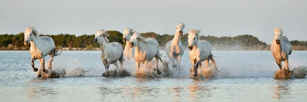 White Camargue horses run — Stock Photo, Image