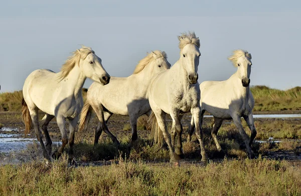 Beyaz Camargue atlar koşmak — Stok fotoğraf