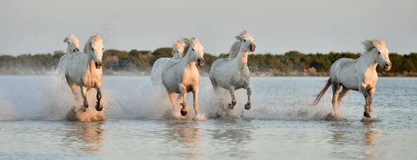 White Camargue horses run — Stock Photo, Image